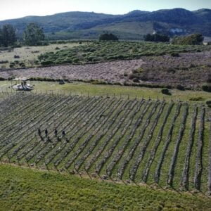 Agronomía en el proceso de “Indicación Geográfica Tandil” para vinos regionales Agronomía en el proceso de “Indicación Geográfica Tandil” para vinos regionales