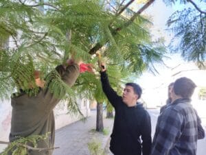 Arbolado urbano